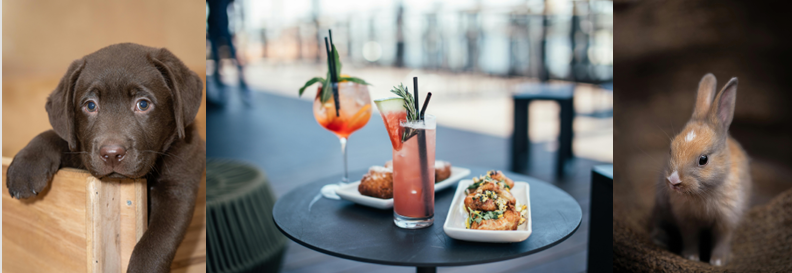 Codice Aperitivo: Parole di Legge, Sorsi e Chiacchiere: LA RIFORMA DEI REATI CONTRO GLI ANIMALI (Legge 82/2025)